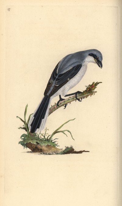 Klapekster, Lanius excubitor. Handgekleurde koperplaat getekend en gegraveerd door Edward Donovan uit zijn eigen 