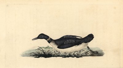 IJsduiker, Gavia immer door Edward Donovan