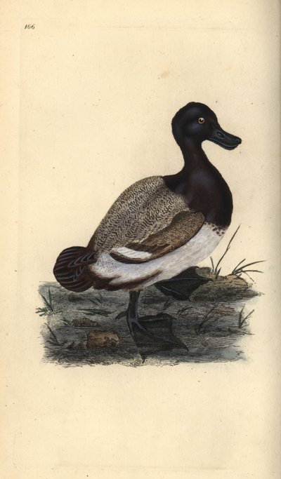 Grote tafeleend, Aythya marila. Handgekleurde kopergravure uit 