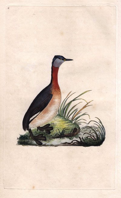 Fuut vrolijk. Podiceps grisegena (Podiceps ruficollis). Kopergravure door Edward Donovan (1768-1837), gepubliceerd in Histoire naturelle des oiseaux britanniques, Londen door Edward Donovan