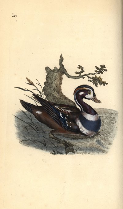 Harlekijneend, Histrionicus histrionicus door Edward Donovan