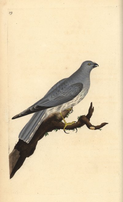 Blauwe kiekendief, Circus cyaneus. Handgekleurde koperplaat getekend en gegraveerd door Edward Donovan uit zijn eigen “Natural History of British Birds,” Londen door Edward Donovan