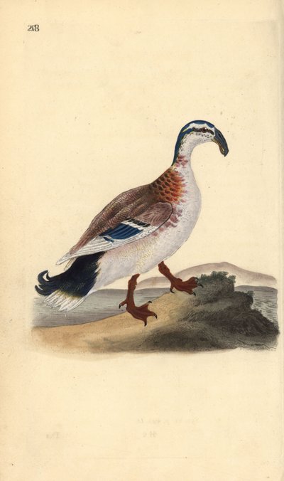 Haaksnavel eend, Anas platyrhynchos. Handgekleurde koperplaat getekend en gegraveerd door Edward Donovan uit zijn eigen “Natural History of British Birds,” Londen door Edward Donovan