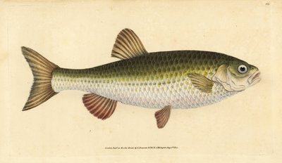 Winde, Leuciscus idus door Edward Donovan