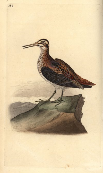Bokje, Lymnocryptes minimus door Edward Donovan
