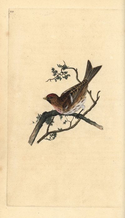 Kleine barmsijs, Carduelis cabaret. Handgekleurde koperplaat getekend en gegraveerd door Edward Donovan uit zijn Natural History of British Birds, Londen door Edward Donovan