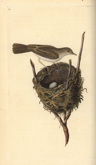 Grasmus, Sylvia communis, met nest en ei. Handgekleurde koperplaat getekend en gegraveerd door Edward Donovan uit zijn eigen Natural History of British Birds, Londen door Edward Donovan