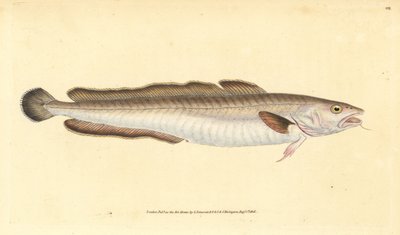 Leng, Molva molva (Gadus molva) door Edward Donovan
