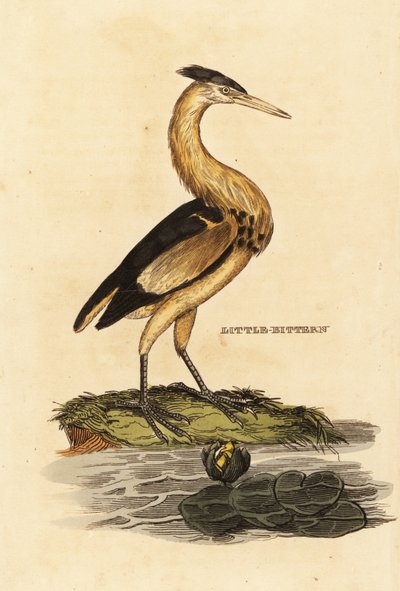 Woudaap, Ixobrychus minutus door Edward Donovan