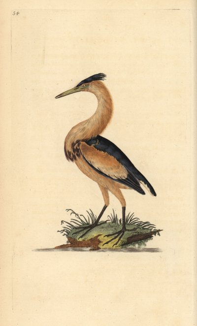 Woudaapje, Ixobrychus minutus. Handgekleurde kopergravure getekend en gegraveerd door Edward Donovan uit zijn Natural History of British Birds, Londen door Edward Donovan