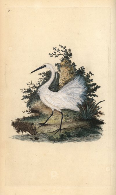 Kleine zilverreiger, Egreta garzetta. Handgekleurde koperplaat getekend en gegraveerd door Edward Donovan uit zijn eigen “Natural History of British Birds,” Londen door Edward Donovan