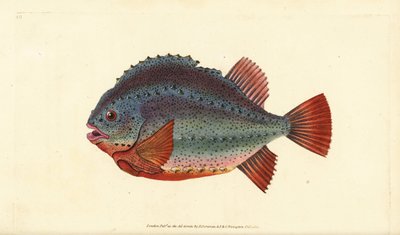 Snotolf, Cyclopterus lumpus door Edward Donovan
