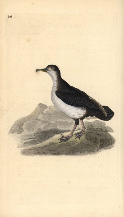 Noordse pijlstormvogel, Puffinus puffinus door Edward Donovan
