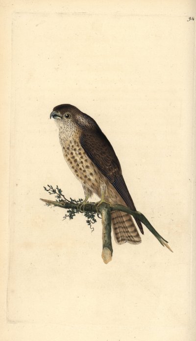 Smelleken, Falco columbarius door Edward Donovan