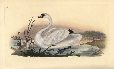 Knobbelzwaan, Cygnus olor, met kuikens door Edward Donovan