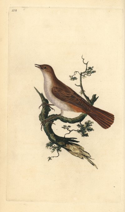 Nachtegaal, Luscinia megarhynchos door Edward Donovan