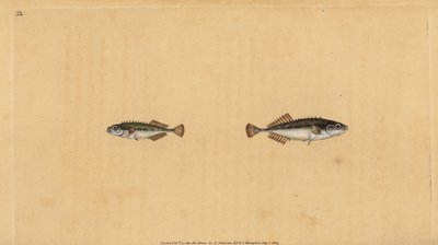 Ninespine stekelbaars, Pungitius pungitius (Kleine of tienstekelige stekelbaars, Gasterosteus pungitius). Handgekleurde koperplaat getekend en gegraveerd door Edward Donovan uit zijn Natural History of British Fishes, Donovan en F.C. en J. Rivington, Londe door Edward Donovan
