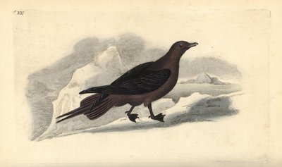 Kleine jager, Stercorarius parasiticus. Handgekleurde koperplaat getekend en gegraveerd door Edward Donovan uit zijn eigen Natural History of British Birds, Londen door Edward Donovan