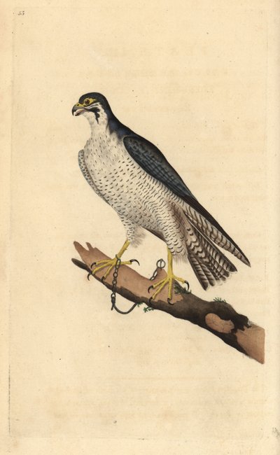 Slechtvalk, Falco peregrinus, vastgeketend aan een tak. Handgekleurde koperplaat getekend en gegraveerd door Edward Donovan uit zijn eigen Natural History of British Birds, Londen door Edward Donovan