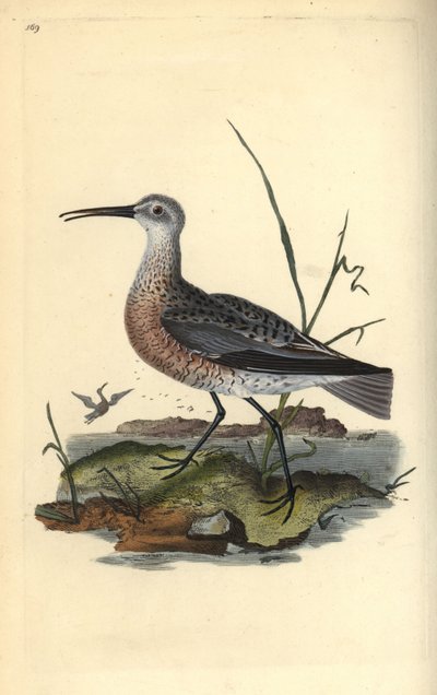 Kleine regenwulp, Numenius minutus. Handgekleurde kopergravure getekend en gegraveerd door Edward Donovan uit zijn eigen 
