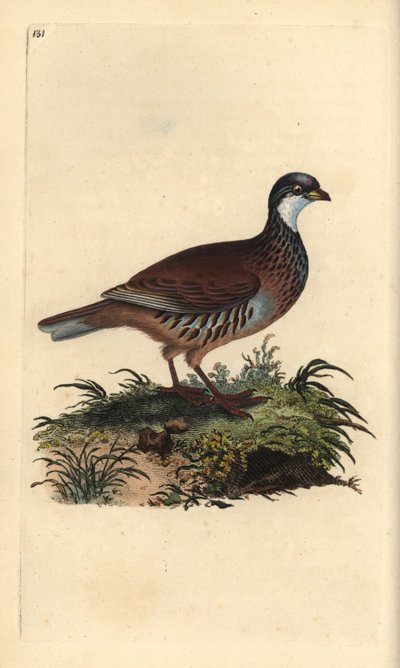 Rode patrijs, Alectoris rufa. Handgekleurde kopergravure uit 
