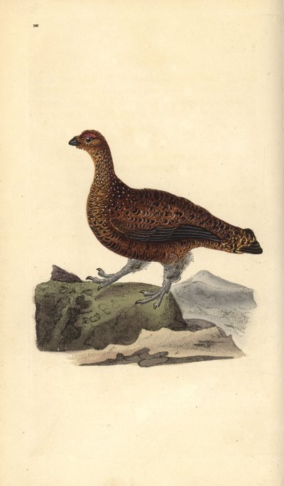 Rode korhoen (vrouwtje), Lagopus scotica door Edward Donovan