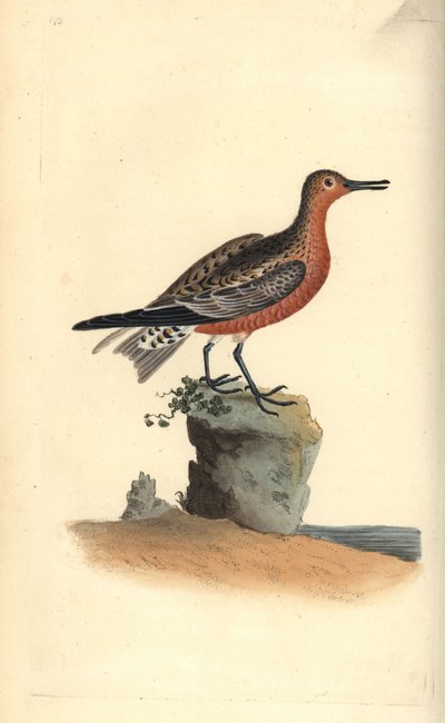 Kanoet, Calidris canutus. Handgekleurde koperplaat getekend en gegraveerd door Edward Donovan uit zijn eigen Natural History of British Birds, Londen door Edward Donovan