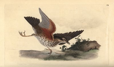 Koperwiek, Turdus iliacus. Handgekleurde koperplaat getekend en gegraveerd door Edward Donovan uit zijn eigen Natural History of British Birds, Londen door Edward Donovan
