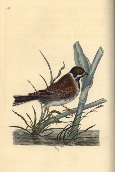 Rietgors, Emberiza schoeniculus. Handgekleurde koperplaat getekend en gegraveerd door Edward Donovan uit zijn Natural History of British Birds, Londen door Edward Donovan