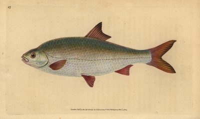 Blankvoorn, Rutilus rutilus (Cyprinus ritulus). Handgekleurde koperplaat getekend en gegraveerd door Edward Donovan uit zijn 