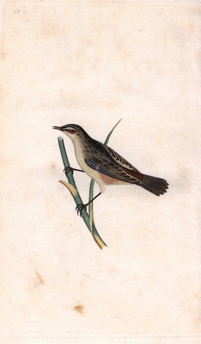 Rietzanger. Acrocephalus schoenobaenus (Motacilla salicaria). Kopergravure door Edward Donovan (1768-1837), gepubliceerd in Histoire naturelle des oiseaux britanniques, Londen door Edward Donovan