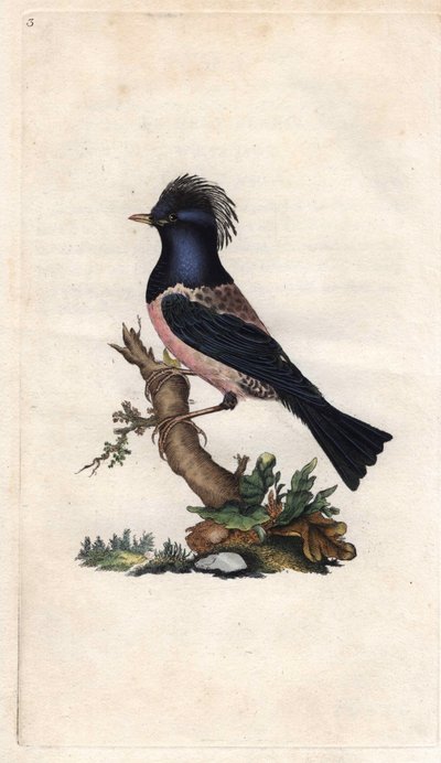 Roze spreeuw. Sturnus roseus (Turdus roseus). Kopergravure door Edward Donovan (1768-1837), gepubliceerd in Histoire naturelle des oiseaux britanniques, Londen door Edward Donovan
