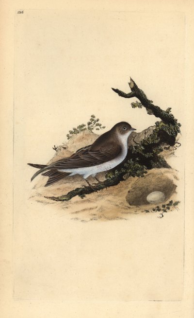 Oeverzwaluw, Riparia riparia, met nest en ei door Edward Donovan