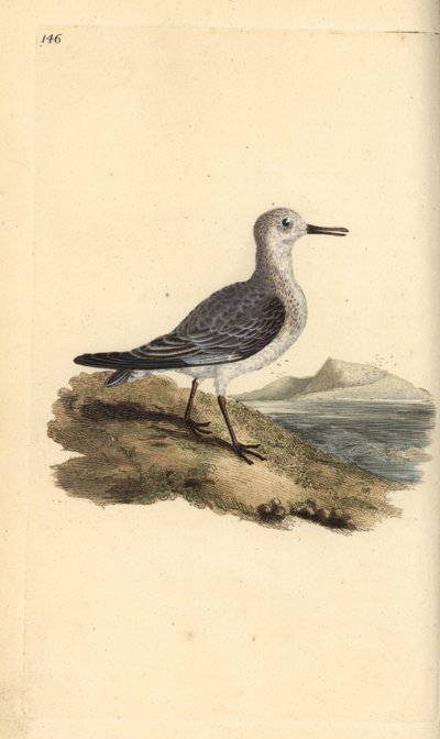 Drieteenstrandloper, Calidris alba. Handgekleurde koperplaat getekend en gegraveerd door Edward Donovan uit zijn eigen Natural History of British Birds, Londen door Edward Donovan