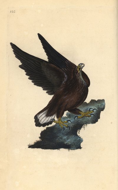Zeearend, Haliaeetus albicilla door Edward Donovan