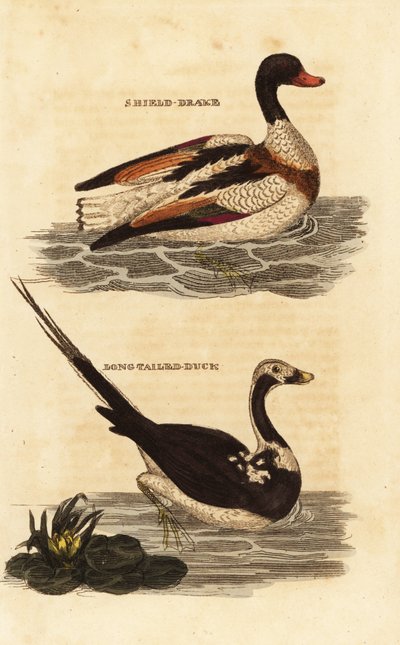 Bergeend, Tadorna tadorna, en ijseend, Clangula hyemalis door Edward Donovan