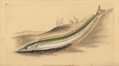Kleine zandspiering, zandlans of zandaal, Ammodytes tobianus. Handgekleurde koperplaat getekend en gegraveerd door Edward Donovan uit zijn Natural History of British Fishes, Donovan en F.C. en J. Rivington, Londen door Edward Donovan