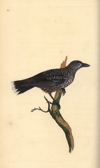 Notenkraker, Nucifraga caryocatactes. Handgekleurde koperplaat getekend en gegraveerd door Edward Donovan uit zijn eigen Natural History of British Birds, Londen door Edward Donovan