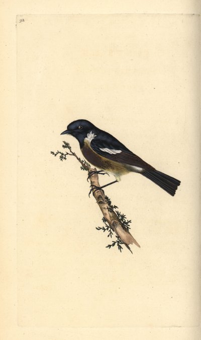 Roodborsttapuit, Saxicola rubicola. Handgekleurde kopergravure getekend en gegraveerd door Edward Donovan uit zijn Natural History of British Birds, Londen door Edward Donovan