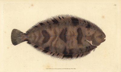 Dikrug schol, Microchirus variegatus (Bonte schol, Pleuronectes variegatus) door Edward Donovan