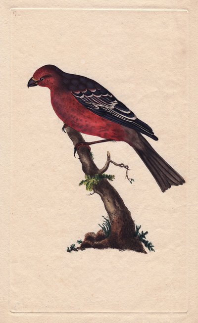 Haakbek. Pinicola enucleator (Loxia enucleator). Kopergravure door Edward Donovan (1768-1837), gepubliceerd in Histoire naturelle des oiseaux britanniques, Londen door Edward Donovan