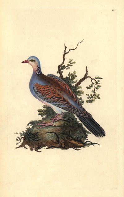 Tortelduif, Streptopelia turtur. Handgekleurde kopergravure getekend en gegraveerd door Edward Donovan uit zijn Natural History of British Birds (1794-1819) door Edward Donovan