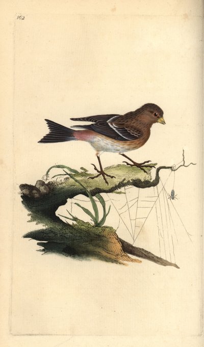 Frater, Carduelis flavirostris door Edward Donovan