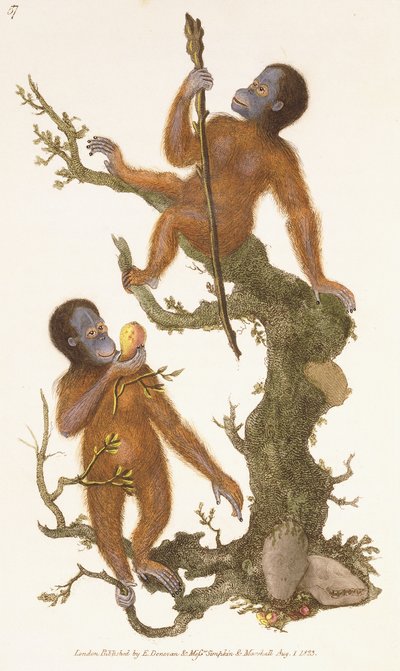 Twee Primaten op een Boom, 1823 door Edward Donovan