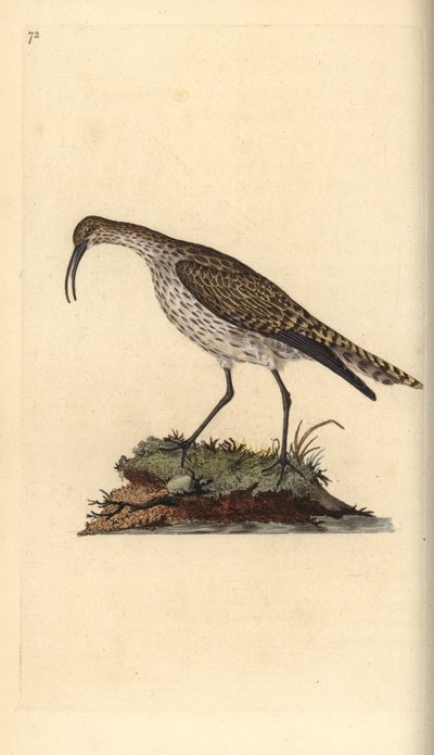Regenwulp, Numenius phaeopus. Handgekleurde kopergravure getekend en gegraveerd door Edward Donovan uit zijn Natural History of British Birds, Londen door Edward Donovan