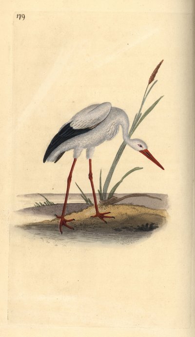 Witte ooievaar, Ciconia ciconia. Handgekleurde koperplaat getekend en gegraveerd door Edward Donovan uit zijn eigen Natural History of British Birds, Londen door Edward Donovan