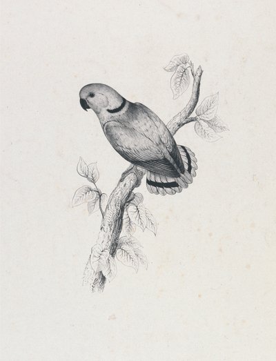  door Edward Lear