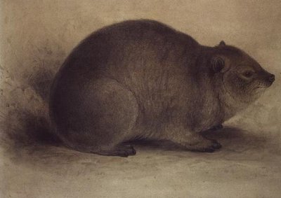 Een rotsklipdas door Edward Lear
