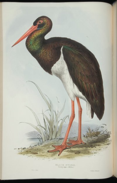 Zwarte Ooievaar, uit 
