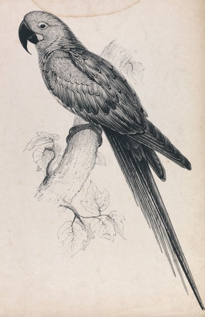  door Edward Lear
